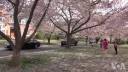 马里兰樱花季美不胜收 马里兰樱花季美不胜收