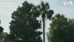 ဂေါက်ကွင်းကို အလည်လာတဲ့ မိကျောင်း ဂေါက်ကွင်းကို အလည်လာတဲ့ မိကျောင်း