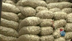 Чому у США процвітає бізнес виробництва часнику? Відео Чому у США процвітає бізнес виробництва часнику? Відео