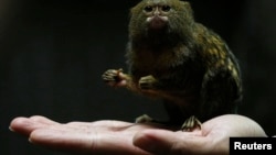 香港海洋公园里最小的猴子(2016年2月2日)。