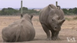 走进美国:用代孕方式拯救北白犀 走进美国:用代孕方式拯救北白犀