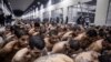 Para tahanan yang tergabung dalam geng MS-13 dan 18 dijebloskan ke penjara baru "Pusat Tahanan Teroris" (CECOT) di Tecoluca, El Salvador (foto: dok). Pemerintahan Trump secara resmi menetapkan delapan organisasi kejahatan Amerika Latin sebagai "organisasi teroris asing".