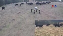 Robot chăn gia súc Robot chăn gia súc