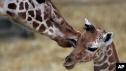 Một chú hươu cao cổ 2 ngày tuổi trong vườn thú ở Duisburg, Đức.