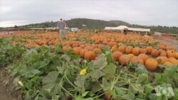 加州干旱 万圣节巨人南瓜也缩水 加州干旱 万圣节巨人南瓜也缩水
