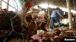 资料照片:河内城外25公里的一处活禽市场。(2010年5月6日)