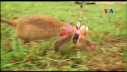 Chuột được huấn luyện để rà mìn ở Campuchia Chuột được huấn luyện để rà mìn ở Campuchia