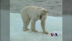 北极冰雪融化 更多船只通过极地走捷径 北极冰雪融化 更多船只通过极地走捷径