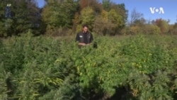 美国农民欢迎火麻商业种植合法化 美国农民欢迎火麻商业种植合法化