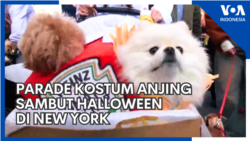 Parade Kostum Anjing Sambut Halloween di New York
 Parade Kostum Anjing Sambut Halloween di New York
