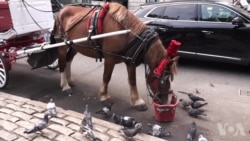 中央公园马车夫抗议车站迁址 中央公园马车夫抗议车站迁址