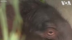 အာရှဆင်ကလေး ဘယ်ဂျီယံမှာ မွေးဖွား အာရှဆင်ကလေး ဘယ်ဂျီယံမှာ မွေးဖွား