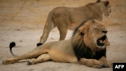 津巴布韦黑鬃雄狮塞西尔 (2012年10月21日 资料照片)