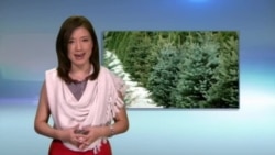 美国万花筒:总统就职典礼紧锣密鼓筹备中;纽约上州的圣诞树农场;美国院线精彩纷呈 美国万花筒:总统就职典礼紧锣密鼓筹备中;纽约上州的圣诞树农场;美国院线精彩纷呈