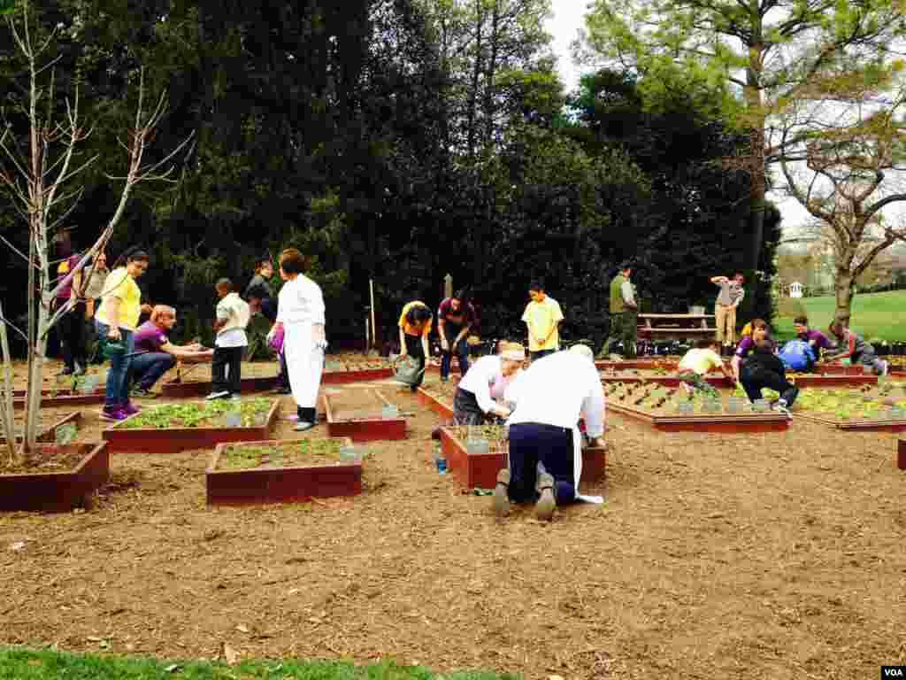 美国第一夫人白宫种菜推动全民健康(美国之音常晓拍摄)