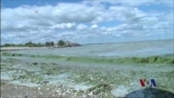 海藻污染全球的水路 海藻污染全球的水路
