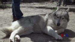 走进美国:人与狼共舞-美国动物庇护所(上) 走进美国:人与狼共舞-美国动物庇护所(上)