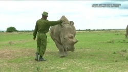 科学家致力于创造北白犀胚胎 科学家致力于创造北白犀胚胎