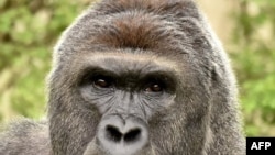 美国辛辛那提动物园的大猩猩哈兰贝。2016年5月28日,一个小男孩掉入大猩猩的活动区域,后,动物园方面为救这个小孩而开枪打死了哈兰贝。(资料照片)