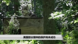 美国部分狼种的保护尚未成功 美国部分狼种的保护尚未成功
