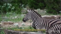 走进美国:德州牧场饲养5百只奇珍异兽 走进美国:德州牧场饲养5百只奇珍异兽