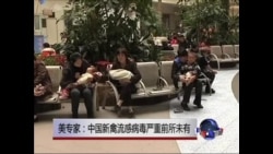 美专家:中国新禽流感病毒严重前所未有 美专家:中国新禽流感病毒严重前所未有