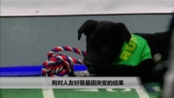 美国万花筒:狗对人友好是基因突变的结果 美国万花筒:狗对人友好是基因突变的结果