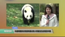 VOA连线: 华盛顿国家动物园明星动物大熊猫宝宝启程回中国 VOA连线: 华盛顿国家动物园明星动物大熊猫宝宝启程回中国
