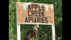 蜜蜂数量下降 蜂蜜价格走高 蜜蜂数量下降 蜂蜜价格走高