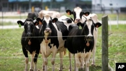 资料照片:位于艾奥瓦州埃姆斯的美国农业部国家动物疾病中心研究设施一处奶牛棚外田地上的奶牛。(2024年8月6日)