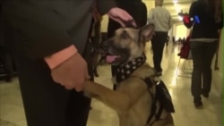 Nghị sĩ, giới hoạt động kêu gọi đưa chó quân đội về nhà sau khi phục vụ Nghị sĩ, giới hoạt động kêu gọi đưa chó quân đội về nhà sau khi phục vụ