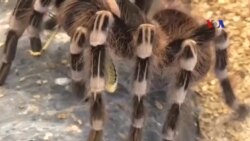 Biến nọc độc chết người của côn trùng thành thuốc chữa bệnh Biến nọc độc chết người của côn trùng thành thuốc chữa bệnh