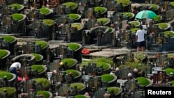 新加坡华人在清明节为亲人扫墓(资料照:2013年4月4日)