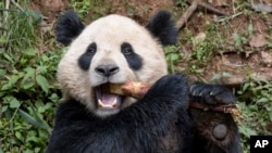 圣地亚哥动物园公布的照片显示大熊猫云川在中国四川省吃食物。(2024年4月25日)