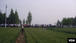 村民观看毁麦征地行动南贾素村毁麦现场(村民提供)