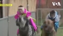 ခွေးစီးဂျော်ကီကလေးများ ခွေးစီးဂျော်ကီကလေးများ