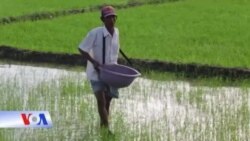 Vựa lúa sông Mekong bị đe dọa vì biến đổi khí hậu và đập thủy điện Vựa lúa sông Mekong bị đe dọa vì biến đổi khí hậu và đập thủy điện