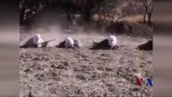 专家：恐怖分子招募外国战士构成国际威胁