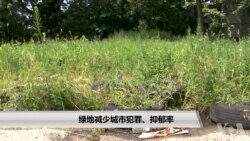 绿地减少城市犯罪、抑郁率 绿地减少城市犯罪、抑郁率
