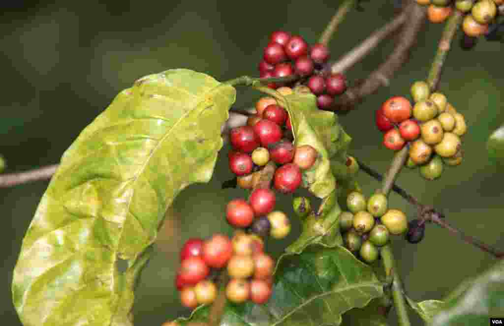 Trái cà phê chín tại Buôn Ma Thuột. (D. Schearf/VOA)