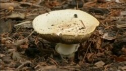 ကမ္ဘာ့မှိုလောက လက်ရှိအခြေအနေ ကမ္ဘာ့မှိုလောက လက်ရှိအခြေအနေ