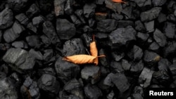 资料照：煤堆上的两片黄叶