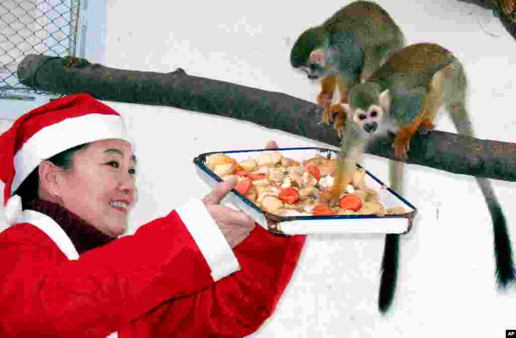 在圣诞节前夕,在中国山东省省会济南市的动物园,一位工作人员穿着圣诞老人服装,给两只松鼠猴( squirrel monkey)提供水果和蔬菜(2006年12月11日)