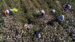 澳参院通过禁止奴工产品法 维吾尔人权成焦点 澳参院通过禁止奴工产品法 维吾尔人权成焦点