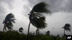 Gió thổi bạt những cây dừa khi cơn bão Matthew đổ bộ vào thủ đô Port-au-Prince, Haiti, ngày 04 tháng 10 năm 2016.