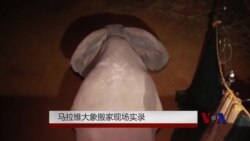 马拉维大象搬家现场实录 马拉维大象搬家现场实录