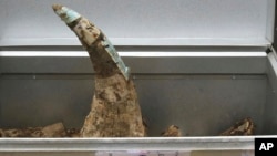 这些装在集装箱内的犀牛角在越南河内被查获。(2016年11月12日)