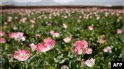 Макове поле поблизу селища Джелавар у Кандагарі.