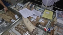 香港计划在五年内全面禁止象牙贸易 香港计划在五年内全面禁止象牙贸易