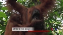 苏门答腊见闻:森林破坏和偷猎使猩猩沦为难民 苏门答腊见闻:森林破坏和偷猎使猩猩沦为难民